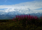 Alaska (10)  Mount McKinley (Denali) and lupins